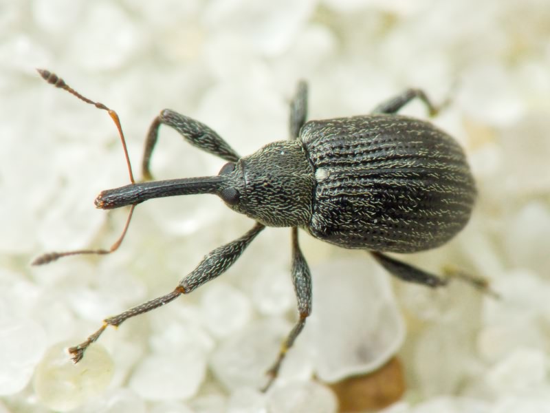 Anthonomus (Anthonomus) rubi (Herbst, 1795)